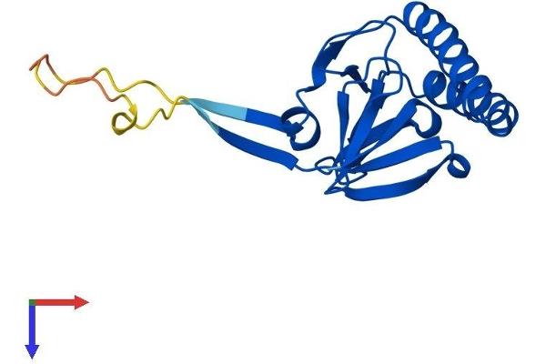 TPT1 Protein (AA 1-172) (His tag)