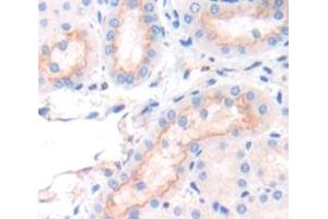 IHC-P analysis of Mouse Tissue, with DAB staining. (SFXN1 Antikörper  (AA 2-102))