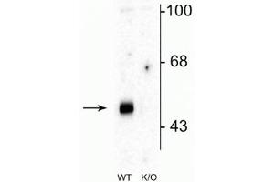 Western blot of mouse brain lysates from wild type (WT) and α2-knockout (K/O) animals showing specific immunolabeling of the ~51 kDa α2-subunit of the GABAA-R.