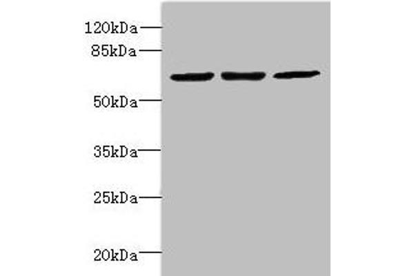 CPSF3L Antikörper  (AA 331-600)