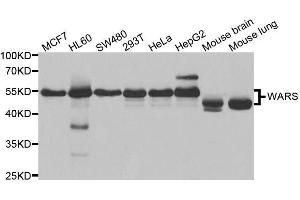 Western blot analysis of extracts of various cell lines, using WARS antibody. (WARS Antikörper  (AA 1-270))