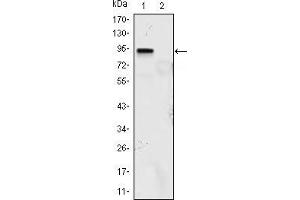 Western blot analysis using KLF4 mouse mAb against KLF4 (aa2-470)-hIgGFc transfected HEK293 (1) and HEK293 (2) cell lysate. (KLF4 Antikörper  (AA 2-470))