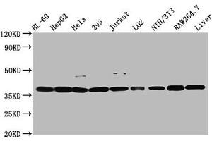 Western Blot Positive WB detected in: HL60 whole cell lysate, HepG2 whole cell lysate, Hela whole cell lysate, 293 whole cell lysate, Jurkat whole cell lysate, LO2 whole cell lysate, NIH/3T3 whole cell lysate, RAW264. (MDH1 Antikörper  (AA 1-334))