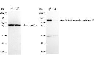 anti-Ubiquitin Specific Peptidase 10 (USP10) antibody