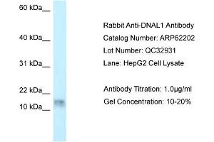 Western Blotting (WB) image for anti-Dynein, Axonemal, Light Chain 1 (DNAL1) (N-Term) antibody (ABIN2789061) (DNAL1 Antikörper  (N-Term))