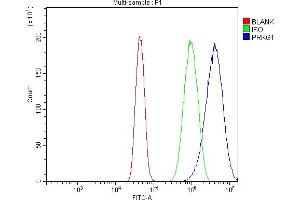 Flow Cytometry analysis of U251 cells using anti-CGKI/PRKG1 antibody (ABIN7600502).