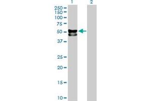 Western Blot analysis of FUCA1 expression in transfected 293T cell line by FUCA1 MaxPab polyclonal antibody. (FUCA1 Antikörper  (AA 1-461))