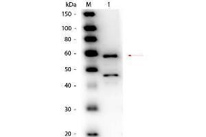 Western Blot of Goat anti-Bilirubin Oxidase (Myrothecium verrucaria) Antibody Peroxidase Conjugated. (Bilirubin Oxidase Antikörper  (HRP))