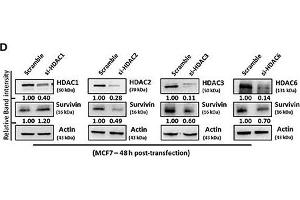 SAHA affects the expression of suvivin and XIAP at the transcriptional level. (HDAC6 Antikörper  (N-Term))