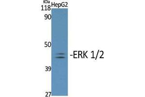 Western Blot (WB) analysis of specific cells using Phospho-ERK 1/2 (Y204) Polyclonal Antibody.
