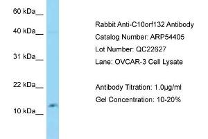 GOLGA7B Antikörper  (N-Term)
