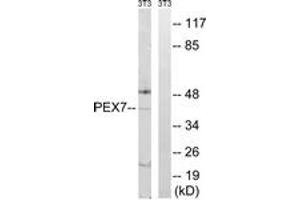 Western blot analysis of extracts from NIH-3T3 cells, using PEX7 Antibody.