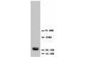 Image no. 2 for anti-Fibroblast Growth Factor 4 (FGF4) (C-Term) antibody (ABIN1492933)