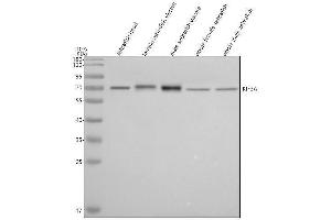 Western blot analysis of KIF3A using anti-KIF3A antibody (AZE9QB71).