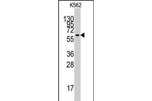 Western blot analysis of KLF4 polyclonal antibody  in K-562 cell line lysates (35 ug/lane). (KLF4 Antikörper  (N-Term))