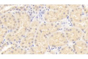 Detection of ISLR in Human Kidney Tissue using Monoclonal Antibody to Immunoglobulin Superfamily Containing Leucine Rich Repeat Protein (ISLR) (ISLR Antikörper  (AA 19-428))