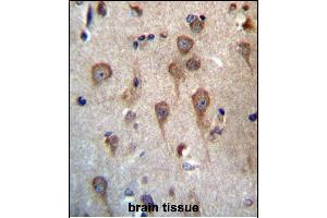 GPHB5 Antibody (C-term) (ABIN657157 and ABIN2846291) immunohistochemistry analysis in formalin fixed and paraffin embedded human brain tissue followed by peroxidase conjugation of the secondary antibody and DAB staining. (GPHB5 Antikörper  (C-Term))