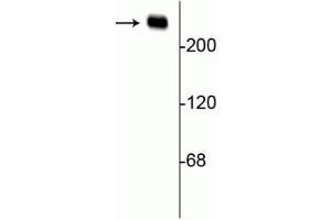 Western blot of rat hippocampal lysate showing specific immunolabeling of the ~240 kDa alpha II spectrin protein.