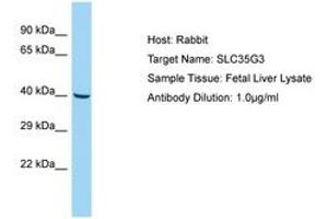 Image no. 1 for anti-Solute Carrier Family 35, Member G3 (SLC35G3) (AA 22-71) antibody (ABIN6750150) (SLC35G3 Antikörper  (AA 22-71))