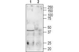 Western blot analysis of rat brain lysate: - 1. (Galanin Receptor 1 Antikörper  (1st Extracellular Loop))