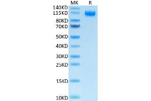Human VEGF R1 on Tris-Bis PAGE under reduced condition. (FLT1 Protein (AA 27-756) (His-Avi Tag))