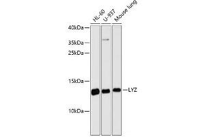 Western blot analysis of extracts of various cell lines using LYZ Polyclonal Antibody at dilution of 1:3000. (LYZ Antikörper)
