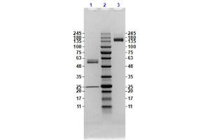 Coomassie stained SDS-PAGE results using Anti-Feimin (Mouse) Monoclonal Antibody (clone ​​​​7F7. (Feimin Antikörper)