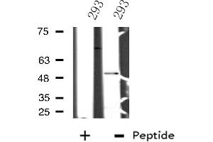 NFIL3 antibody  (C-Term)