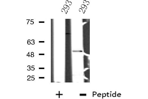 NFIL3 anticorps  (C-Term)