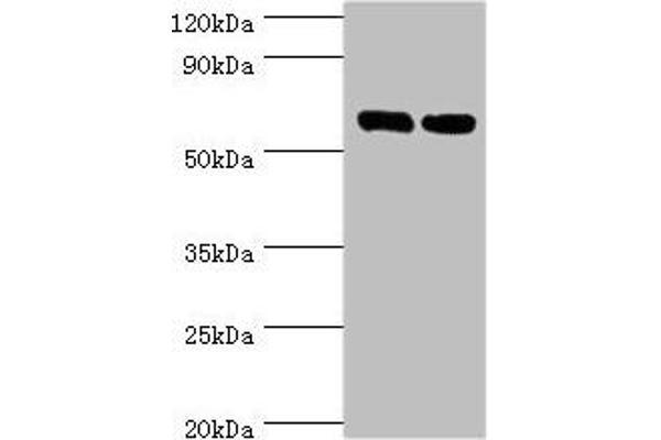 TROVE2 Antikörper  (AA 3-535)