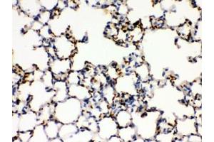 IHC testing of FFPE mouse lung with CD41 antibody.