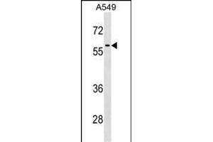 RCC2 Antibody (Center) (ABIN1537944 and ABIN2838344) western blot analysis in A549 cell line lysates (35 μg/lane).