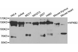 Western blot analysis of extracts of various cell lines, using NFKB2 antibody (ABIN5998334) at 1/1000 dilution. (NFKB2 Antikörper)