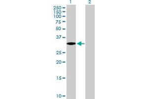 Western Blot analysis of EXTL2 expression in transfected 293T cell line by EXTL2 MaxPab polyclonal antibody. (EXTL2 Antikörper  (AA 39-330))