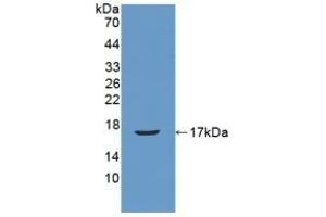 Detection of Recombinant REG3b, Mouse using Polyclonal Antibody to Regenerating Islet Derived Protein 3 Beta (REG3b) (REG3B Antikörper  (AA 27-175))