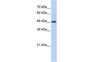 Western Blotting (WB) image for anti-Abhydrolase Domain Containing 2 (ABHD2) antibody (ABIN2458287)