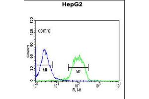 Flow cytometric analysis of HepG2 cells (right histogram) compared to a negative control cell (left histogram). (F-Box Protein 3 Antikörper  (C-Term))