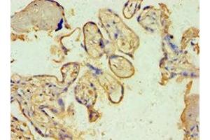 Immunohistochemistry of paraffin-embedded human placenta tissue using ABIN7170604 at dilution of 1:100 (Spindlin 2B Antikörper  (AA 1-258))