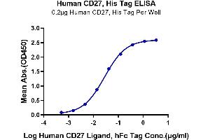 ELISA image for CD27 Molecule (CD27) (AA 21-192) protein (His tag) (ABIN7274108)