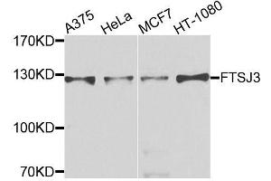 Western blot analysis of extracts of various cell lines, using FTSJ3 antibody (ABIN6003703) at 1/1000 dilution. (FTSJ3 Antikörper)