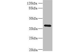 Western blot All lanes: WNT4 antibody at 8 μg/mL + MCF-7 whole cell lysate Secondary Goat polyclonal to rabbit IgG at 1/10000 dilution Predicted band size: 40, 33 kDa Observed band size: 40 kDa (WNT4 Antikörper  (AA 23-351))