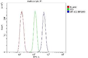 anti-Mitochondrially Encoded NADH Dehydrogenase 2 (MT-ND2) (N-Term) antibody