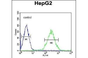 BDHA1 Antibody (Center) (ABIN651743 and ABIN2840384) flow cytometric analysis of HepG2 cells (right histogram) compared to a negative control cell (left histogram). (PDHA1 Antikörper  (AA 228-255))