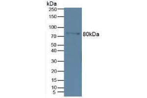 Figure. (MMP 9 Antikörper  (AA 213-399))