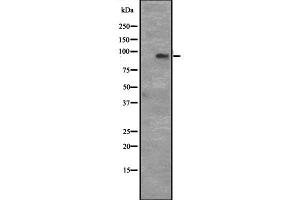 Western blot analysis of CCNT1 expression in Hela cell lysate,The lane on the left is treated with the antigen-specific peptide. (Cyclin T1 Antikörper  (C-Term))
