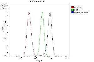 Flow Cytometry analysis of U87 cells using anti-PHEX antibody (ABIN7600072). (PHEX Antikörper  (AA 145-718))
