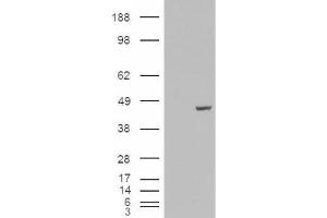 Western Blotting (WB) image for anti-Poly(rC) Binding Protein 4 (PCBP4) (C-Term) antibody (ABIN2466077)