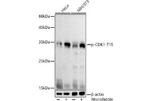 Western blot analysis of extracts of various cell lines, using Phospho-CDK1-T15 antibody (ABIN3019442, ABIN3019443, ABIN3019444 and ABIN6225371) at 1:1000 dilution. (CDK1 Antikörper  (pTyr15))