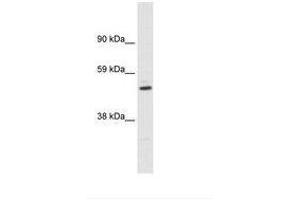 Image no. 1 for anti-Potassium Voltage-Gated Channel, Shaker-Related Subfamily, beta Member 1 (KCNAB1) (AA 311-360) antibody (ABIN6735464) (KCNAB1 Antikörper  (AA 311-360))