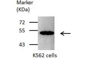 WB Image Sample(30 ug whole cell lysate) A:293T 7. (OAT Antikörper)